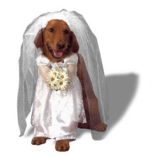 Mariés Pour Le De Tout MariageCostumes Sur Chiens 6Ybfyg7v